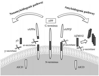 Amyloid-beta aggregation implicates multiple pathways in Alzheimer’s disease: Understanding the mechanisms